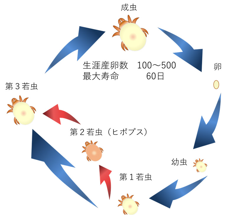 ロビンネダニの生活環