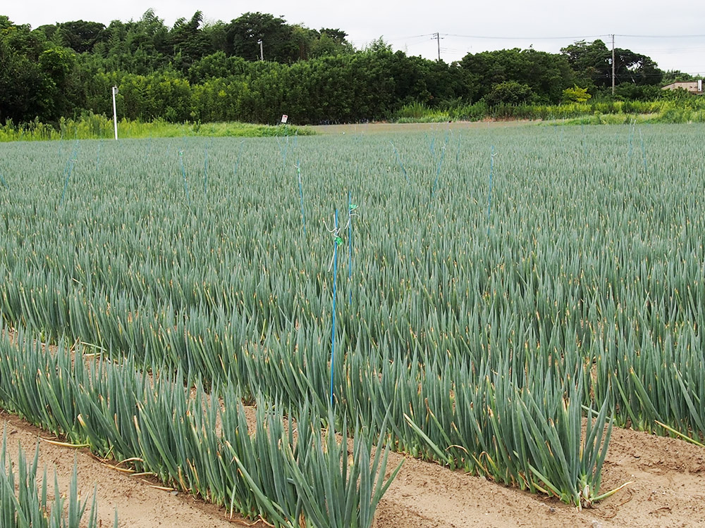 ねぎ栽培圃場での使用例