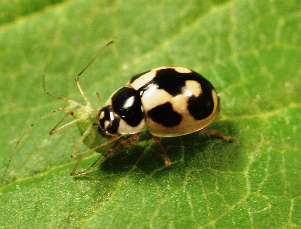 ヒメカメノコテントウ成虫捕食中